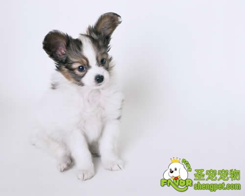 狗狗生产过程以及产后照顾