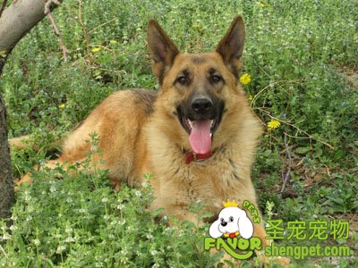 德国牧羊犬