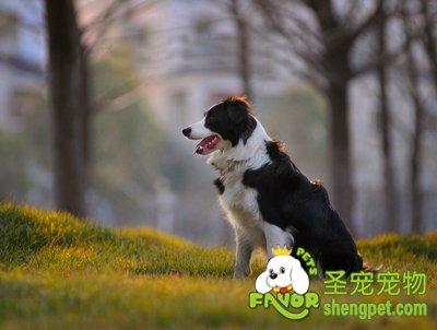 边境牧羊犬