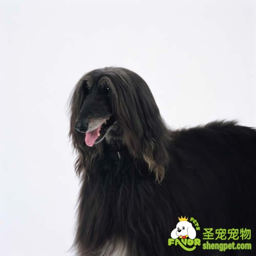 养宠物常见病名单