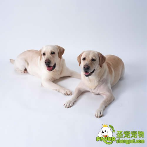 疫苗——狗狗健康的基本保证