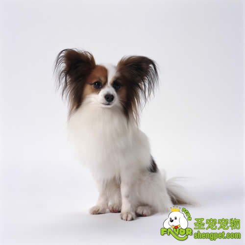 母犬分娩前的预兆和变化