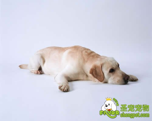 狗狗在四季中要注意的事项