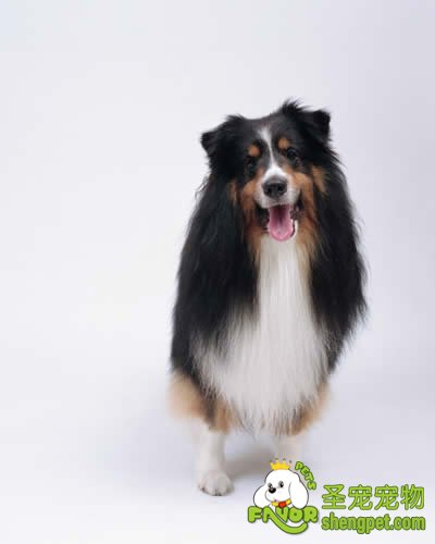 狗狗老了该如何照顾