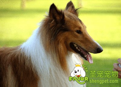 苏格兰牧羊犬