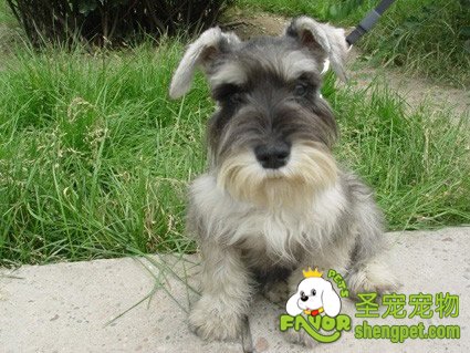 幼犬常见病的症状和治疗