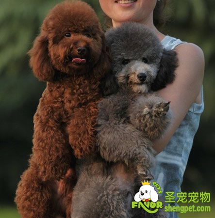 人工助产狗狗生育的方法与技巧