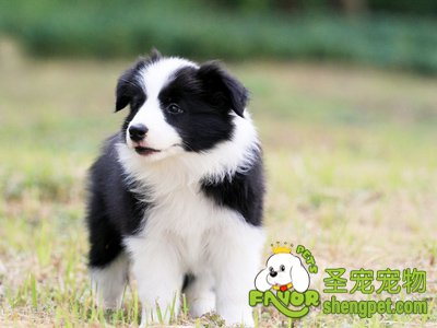 边境牧羊犬