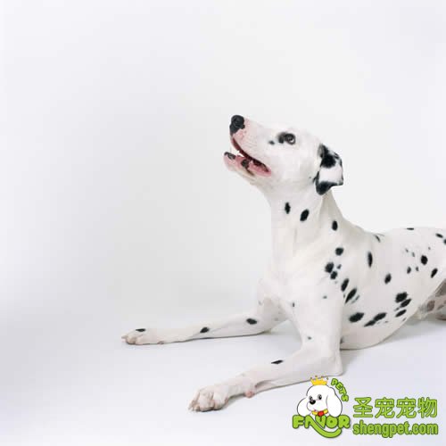 狗狗的产后抽搦症