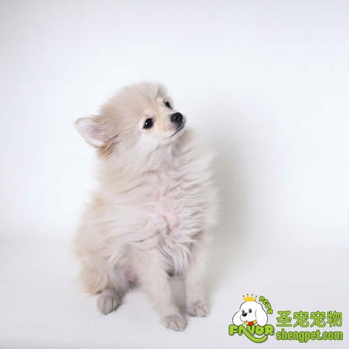 狗狗的难产的病因、诊断与治疗