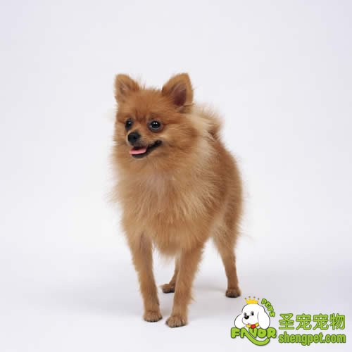 传染性犬肝炎病症的诊断和治疗