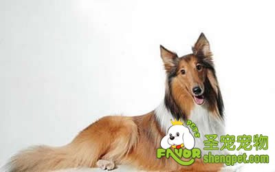 大肠杆菌病的诊断要点与防治