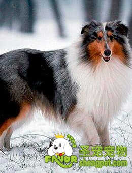 寒冷天气要注意对狗狗多点关爱