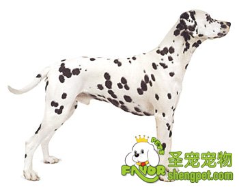 狗狗卵巢囊肿诊断、防治方法