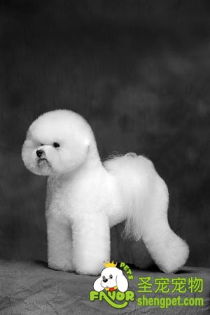 初养狗者指南学拣狗