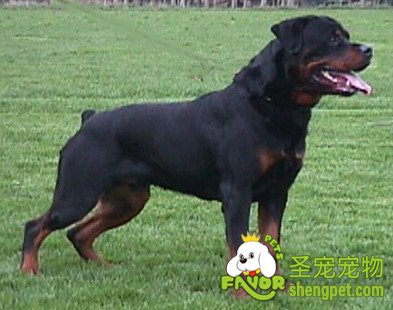 关于养狗要养成犬好还是幼犬好