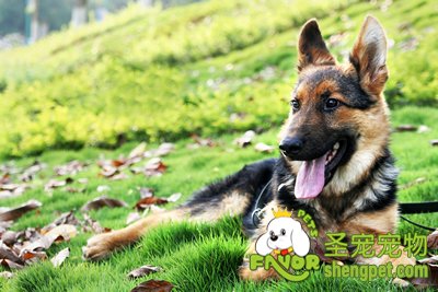 纯种德国牧羊犬的标志