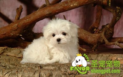 狗狗犬细小病毒病诊断、防治方法