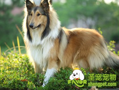苏格兰牧羊犬
