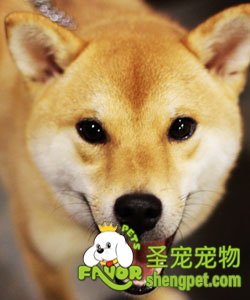 秋田犬