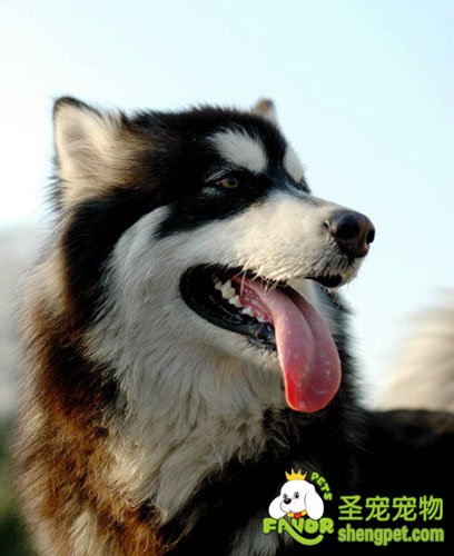 狂犬病的传染源有哪些