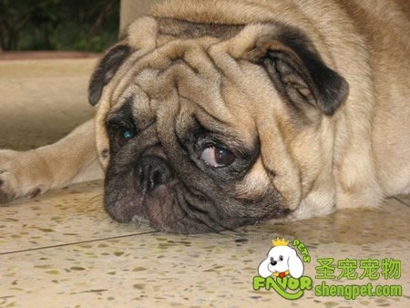 老龄母犬子宫蓄脓继发腹膜炎的诊疗