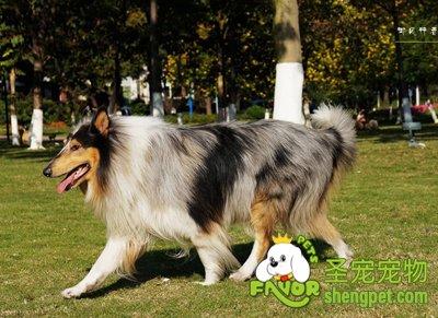 苏格兰牧羊犬