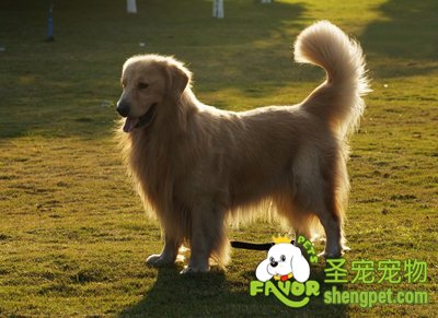 金毛犬