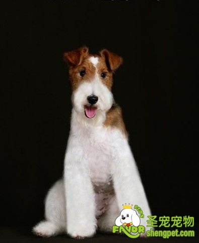 狂犬病的治疗与预防