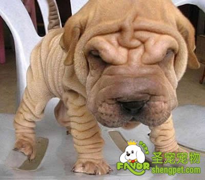 工作犬的选择判断方法