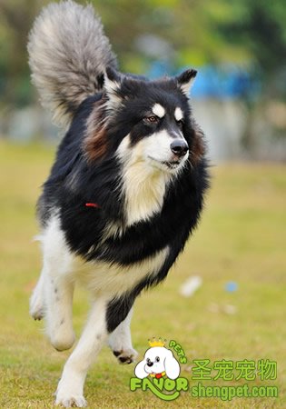 美国如何防控狂犬病