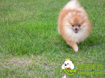 犬细小病毒病的诊断和治疗