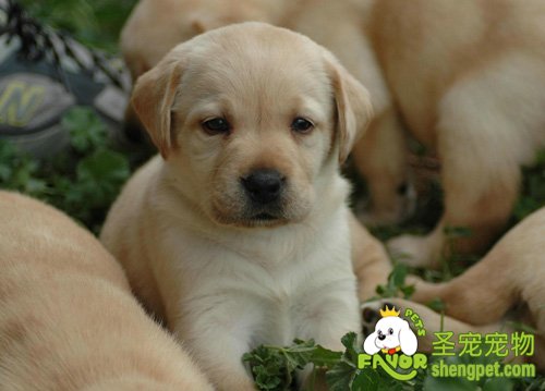 犬副伤寒病的诊断和治疗方法
