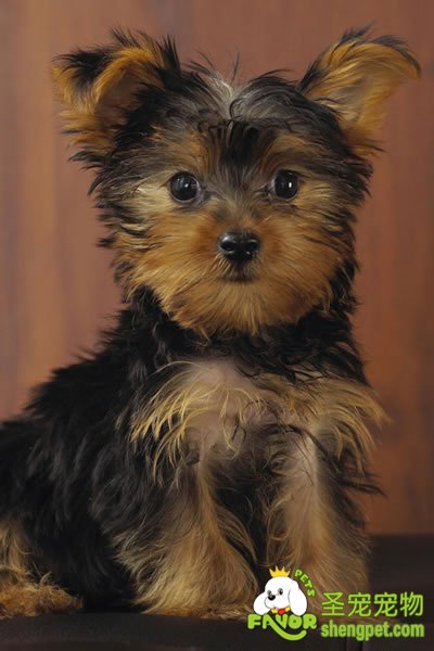 犬分娩期子宫破裂的手术治疗病例