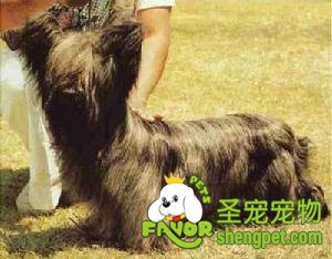 狗狗难产该怎么办