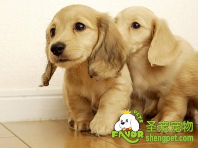 犬诺卡氏菌病的诊断和防治措施