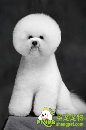 犬生殖：母犬产后缺钙症的临症分析