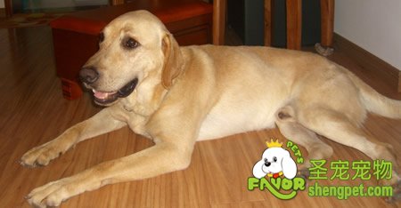 如何诊治犬产后子宫脱出