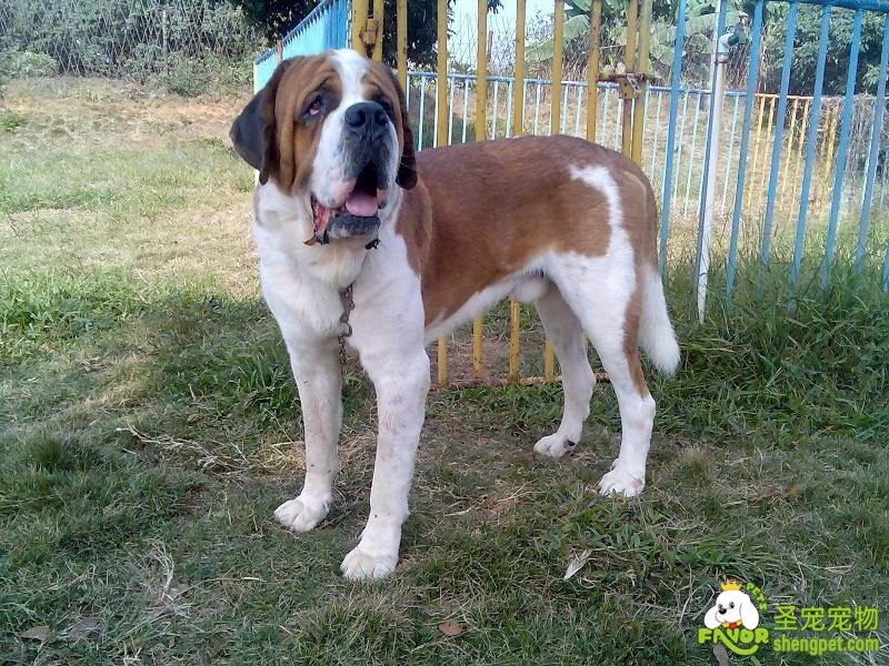 圣伯纳犬胎儿裂腹畸形