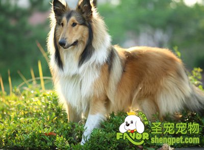 苏格兰牧羊犬