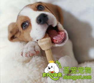 宠物狗狗洁牙骨头