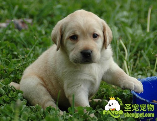 犬细小病毒病的快速诊断及防治对策 