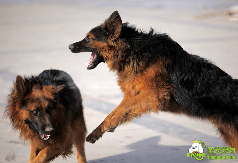 综合疗法提高犬瘟热病的治愈率