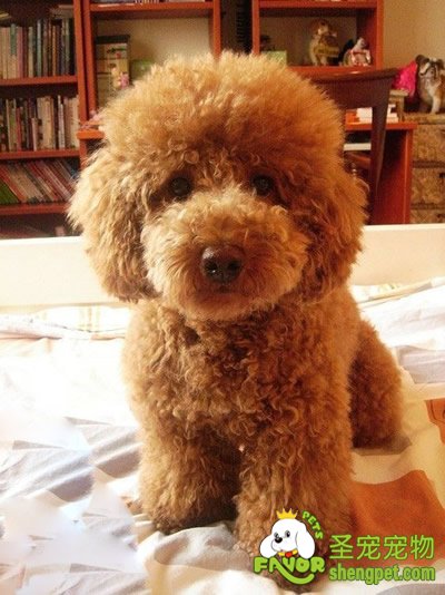 中西医结合治疗犬传染性肝炎