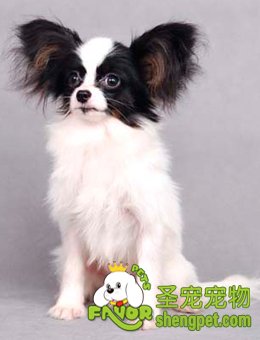 蝴蝶犬的选购特点