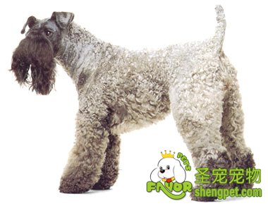 凯利蓝梗母犬怀孕期管理