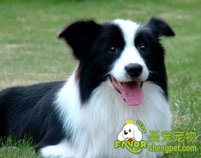 边境牧羊犬