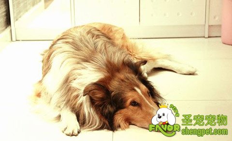 如何做好母犬的接产工作