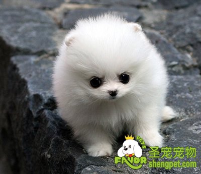 小心狗狗也会患难产