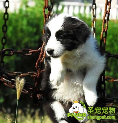 狗狗内外寄生虫的驱除与预防